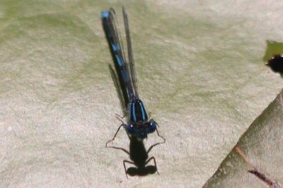 Agrion de Vander Linden