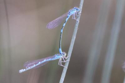 Agrion mignon 
