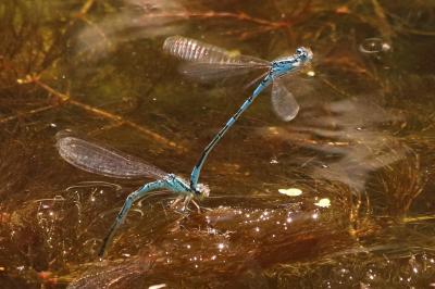 Agrion mignon 