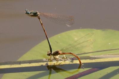 Agrion orangé