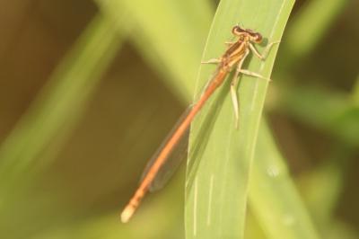 Agrion orangé