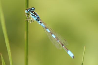 Agrion mignon 