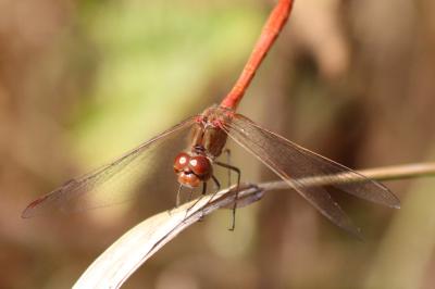 Sympetrum meridionale
