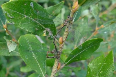 Leste vert