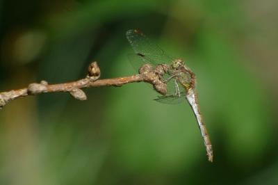 Sympetrum striolatum