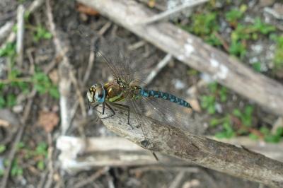 Aeshna mixta
