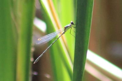 Leste vert