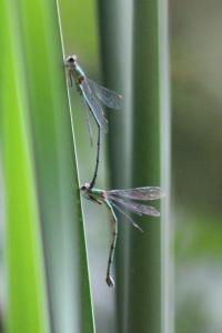 Leste vert