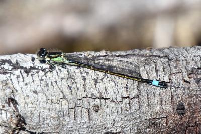 Agrion élégant