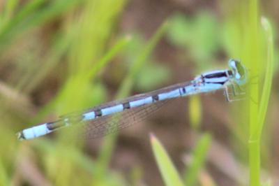 Agrion porte-coupe