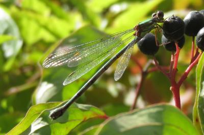 Leste vert