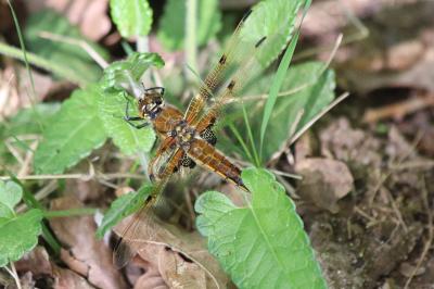 Libellule quadrimaculée 