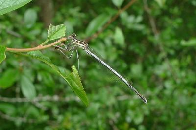 Agrion à larges pattes