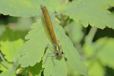 <i>Calopteryx</i>