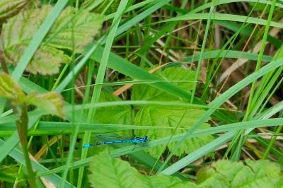 Agrion jouvencelle