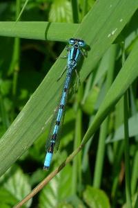 Agrion porte-coupe