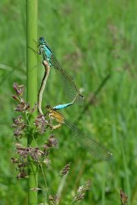 Agrion élégant