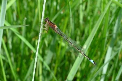 Agrion élégant