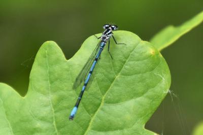 Agrion jouvencelle