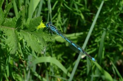 Agrion de Vander Linden