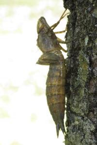 Anax empereur 