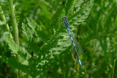 Agrion mignon 