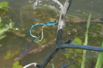 Agrion de Vander Linden