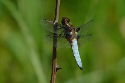 Libellules