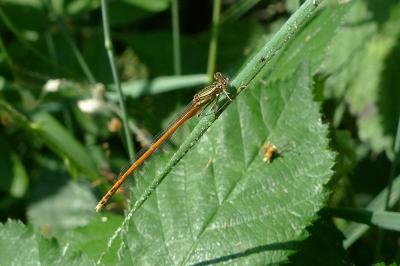 Agrion orangé