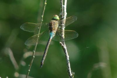 Anax napolitain 