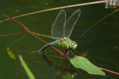 Anax empereur 