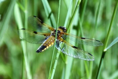Libellule quadrimaculée 