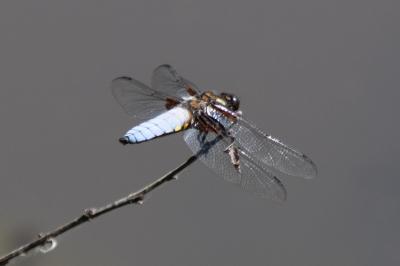 Libellule déprimée 