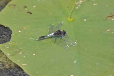 Leucorrhine à large queue 