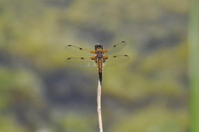 Libellule quadrimaculée 