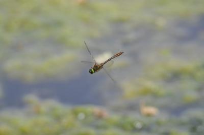 Cordulie bronzée 