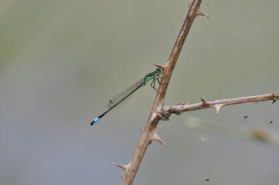 Agrion élégant