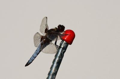 Libellule déprimée 