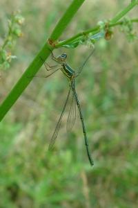 Leste vert