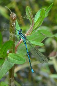 Agrion jouvencelle