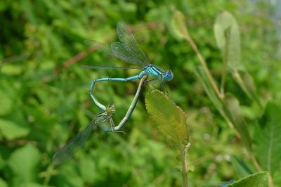 Agrion de Vander Linden