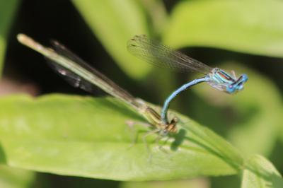 Agrion à larges pattes
