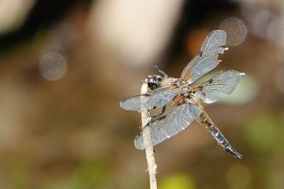 Libellule quadrimaculée 