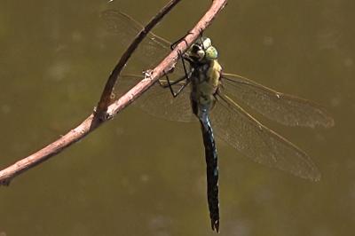 Anax empereur 