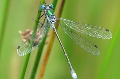 <i>Lestes</i>