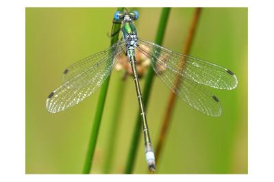 <i>Lestes</i>