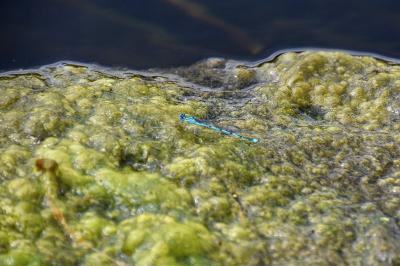 Agrion de Vander Linden