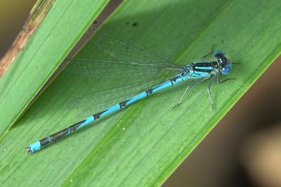 Agrion de Vander Linden