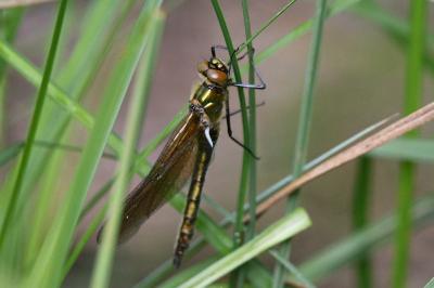 Cordulie bronzée 
