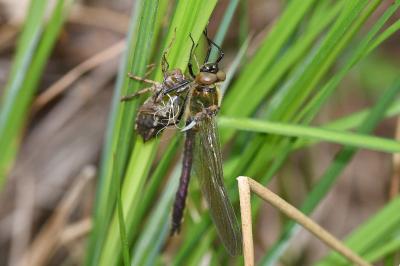 Cordulie bronzée 